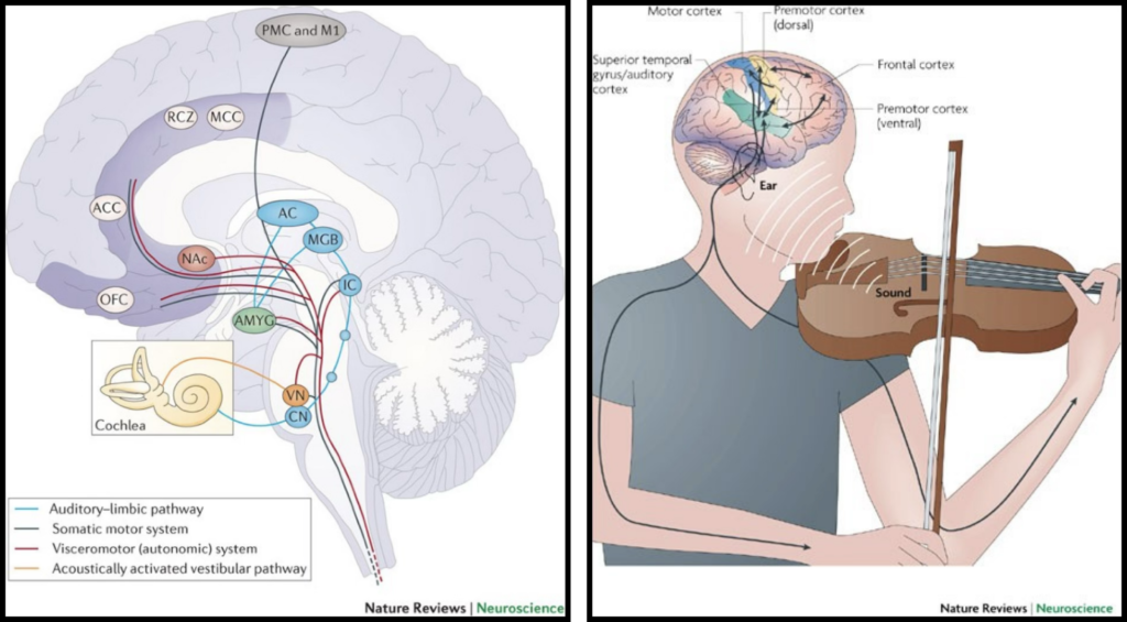 Neurobiology of music